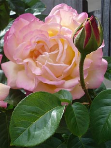 Rose de Jardin Naturel