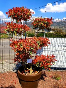 Photinia pompons